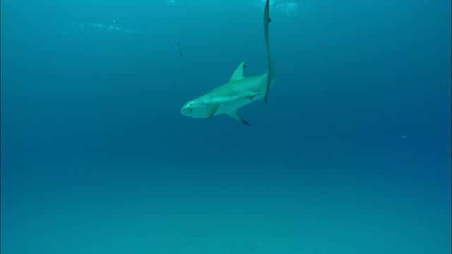 Surf Fishing For Sharks - Florida Permit Requirements - The Angler Within  How To Get A Shark Permit