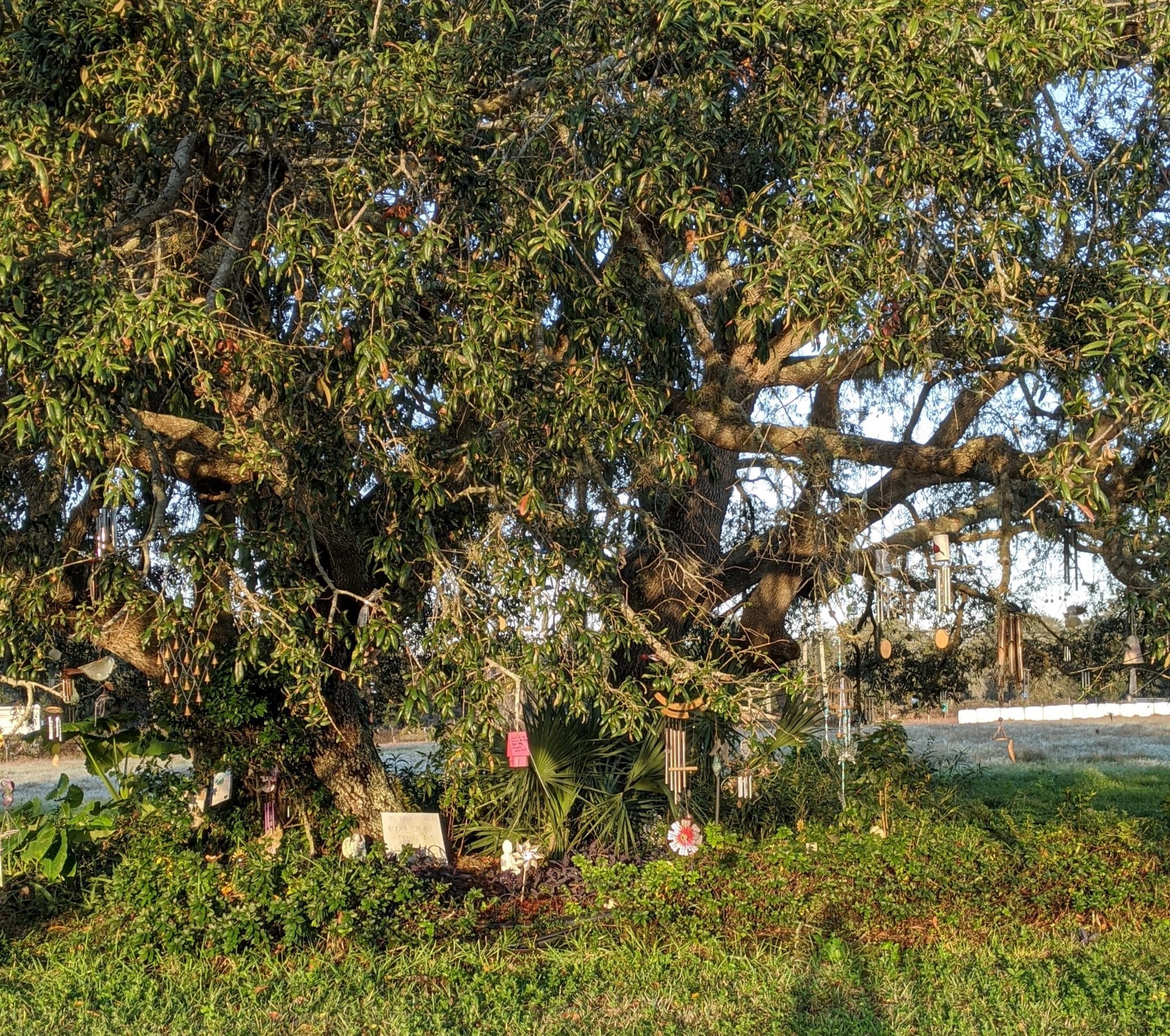 The Whimsical Wind Chime Tree - Hernando Sun