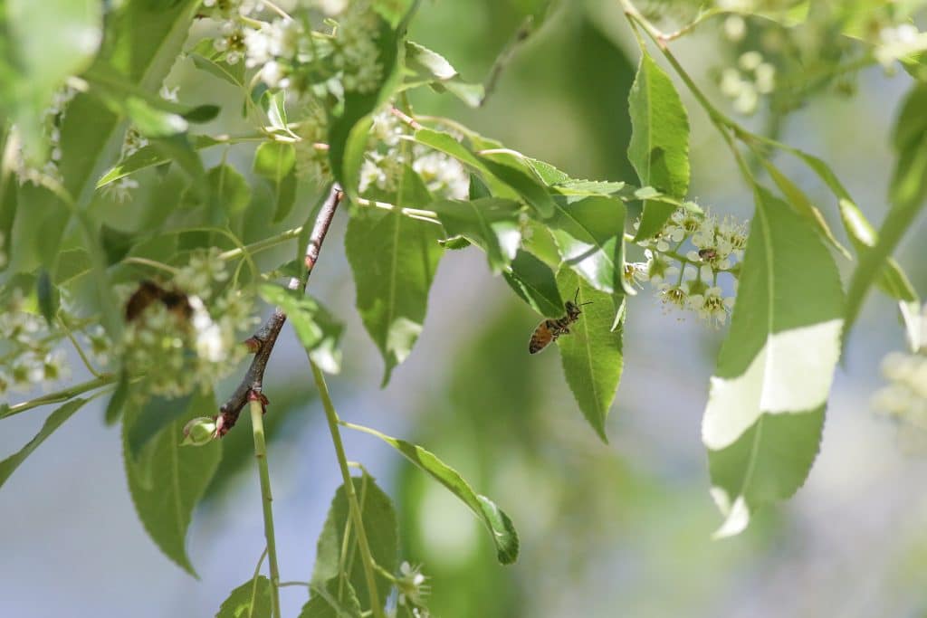 Connecting with Nature: Black Cherry Tree (Prunus serotina) - Hernando Sun