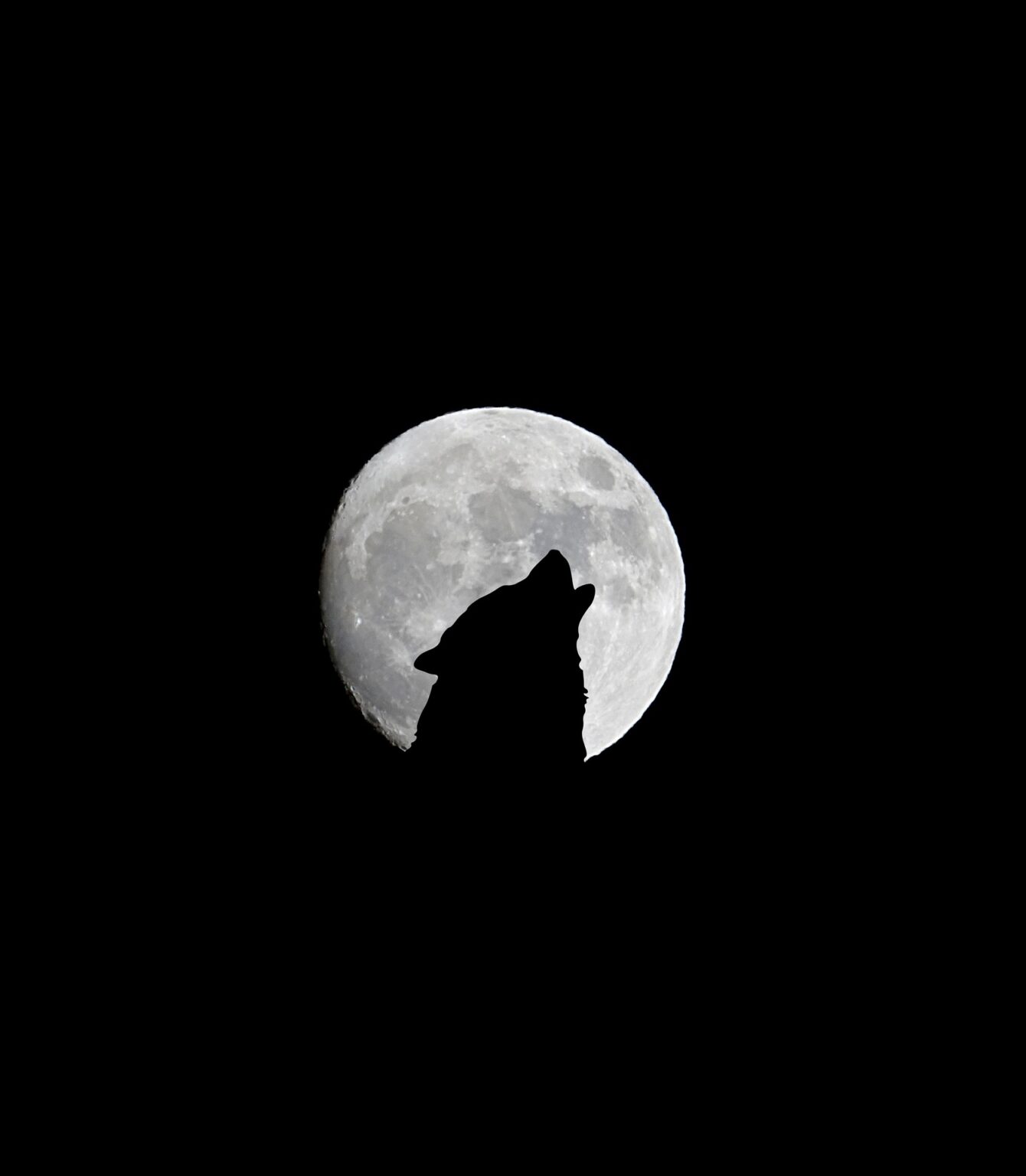 Wolf Full Moon Hernando Sun