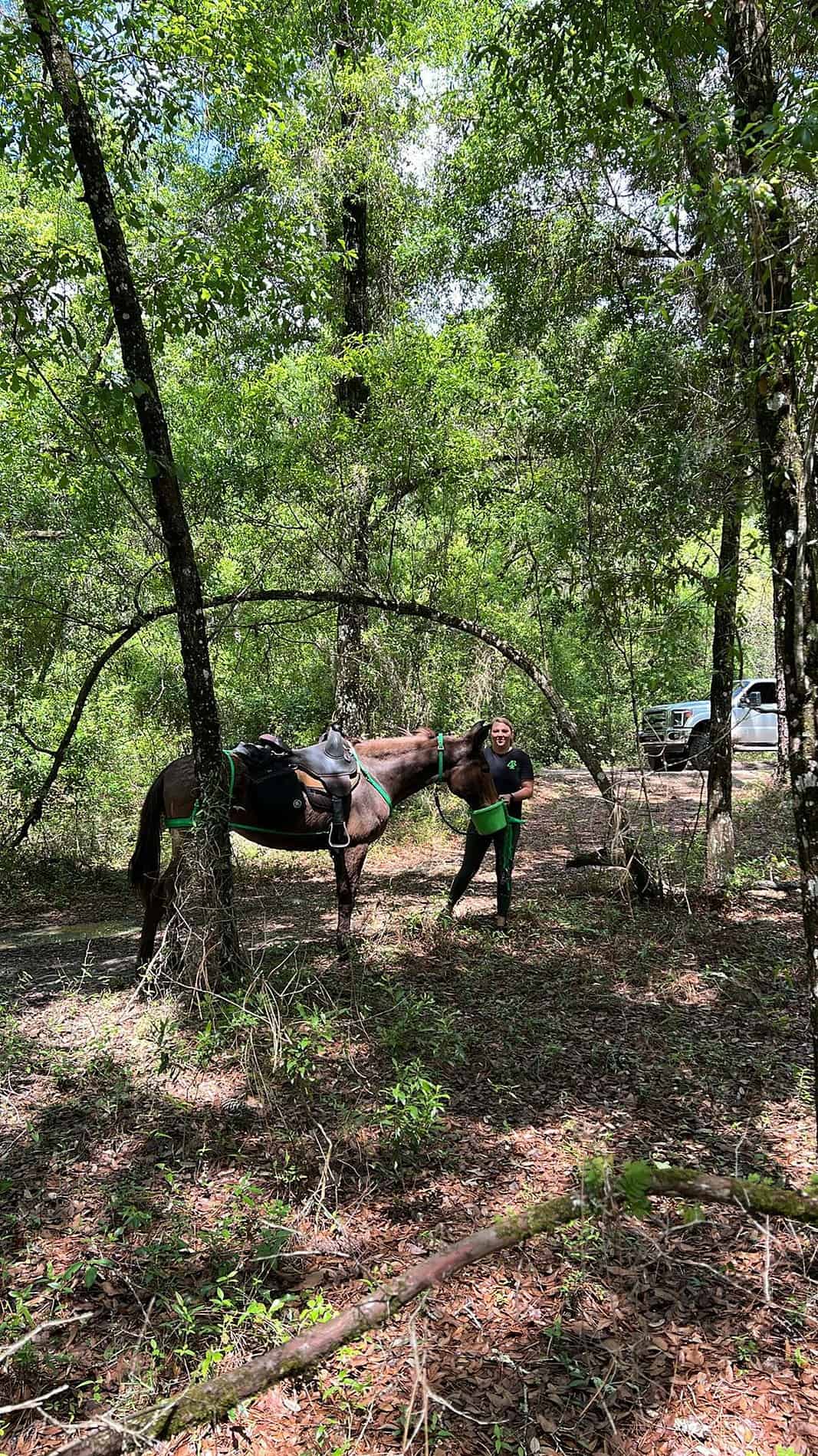 Martha the Missing Mule Found in the Croom Wildlife Area - Hernando Sun