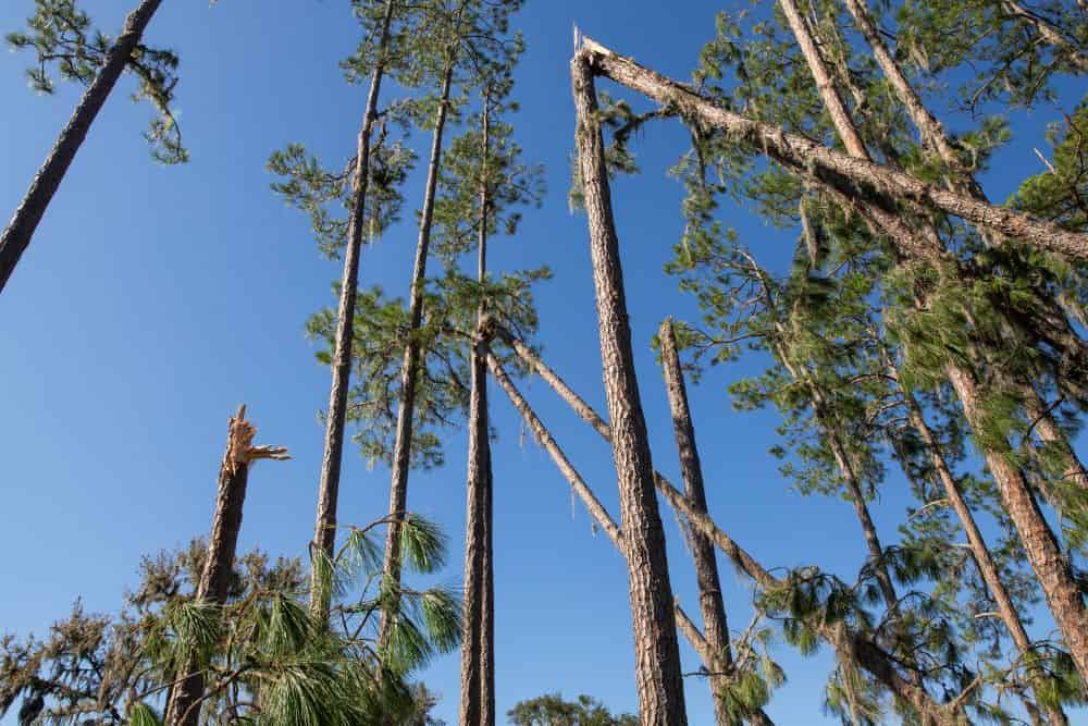 Felled trees after Hurricane Idalia. [Photo Credit: UF/IFAS]