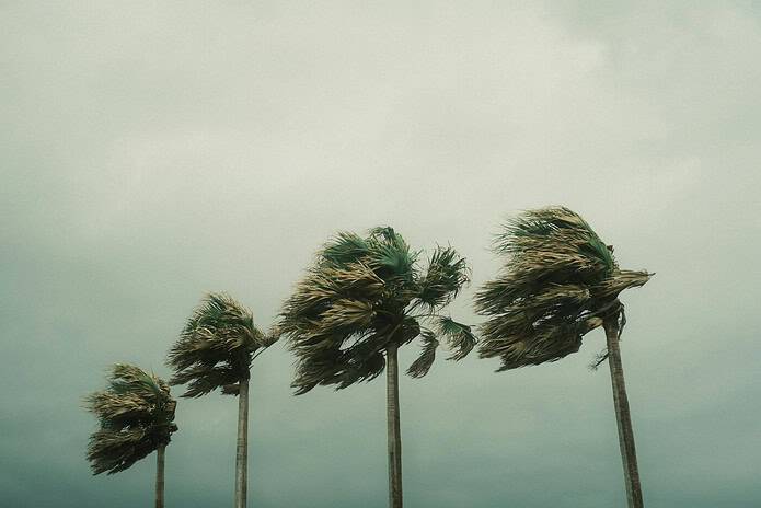 Palm trees blowing in storm