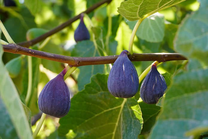 Deep purple and plump figs ready for plucking.This is the perfect moment to eat figs. [Image by Dx21 from Pixabay.]