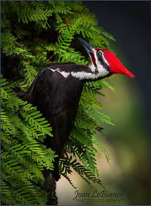 Pileated Woodpecker bordered name jpg (1)