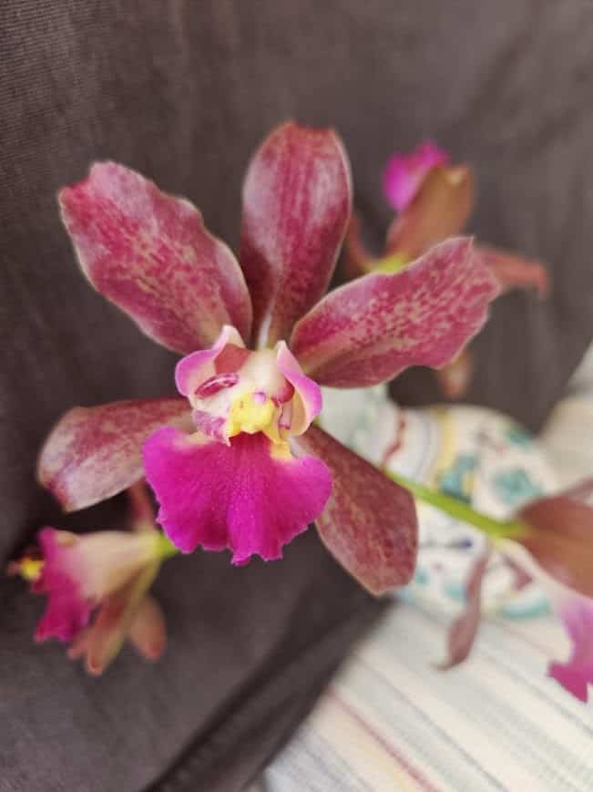 Blc. Waianae Leopard x Lc. Sagarik Wax
[Courtesy photo]