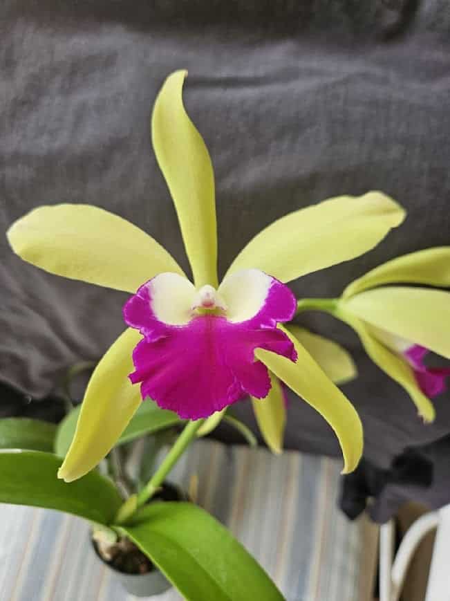 Ctyh. Merry Green 'Green Pride' x Schomb. christinae 'Nunez'
[Courtesy photo]