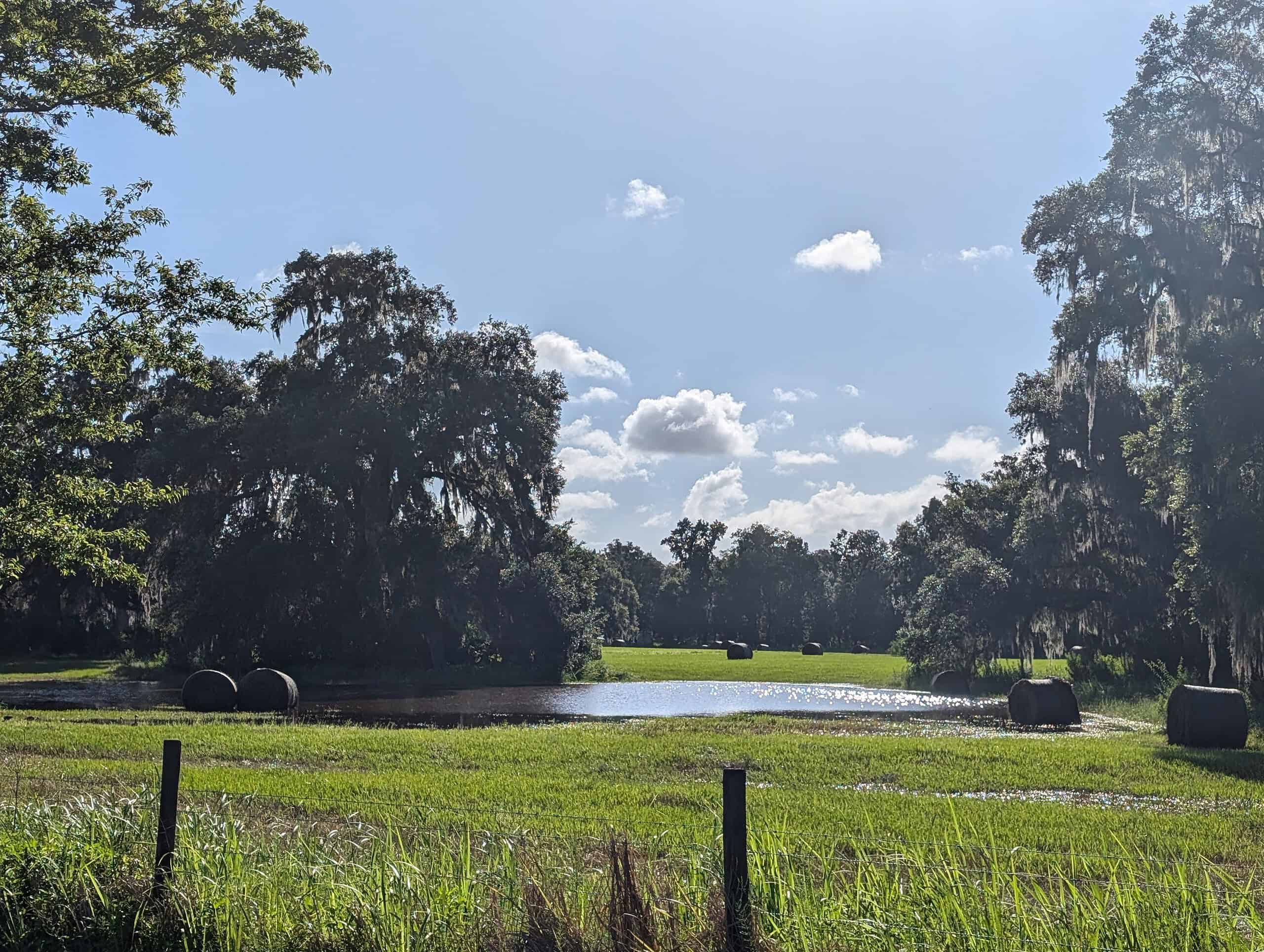 A flooded field off of Cobb Rd. in Brooksville on Aug. 6 [Credit: Hanna Maglio]