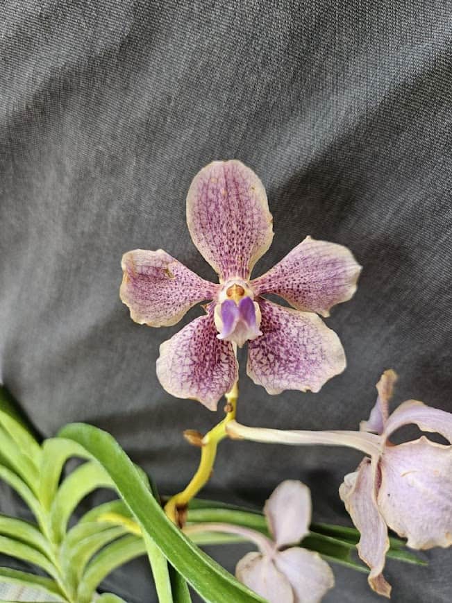 Ctyh. Merry Green 'Green Pride' x Schomb. christinae 'Nunez'
[Courtesy photo]