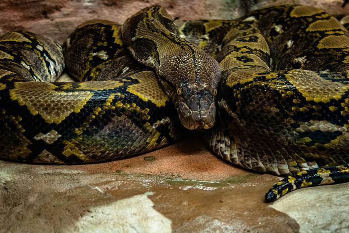 Burmese Python [Photo from Pexels]