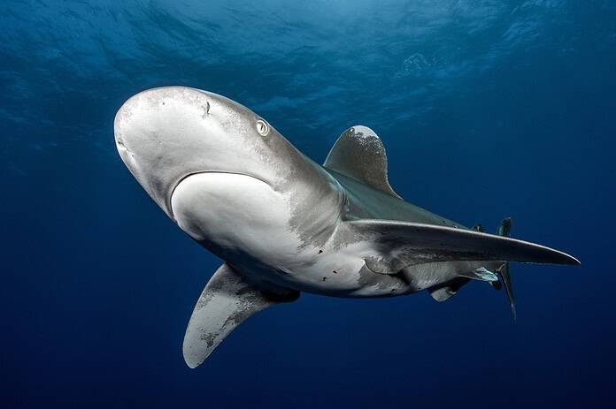 Oceanic Whitetip Shark Cat Island Bahamas By Tomas / AdobeStock