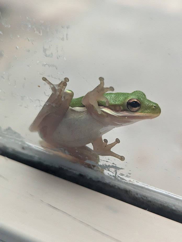 This little guy was peering through the window the other morning.