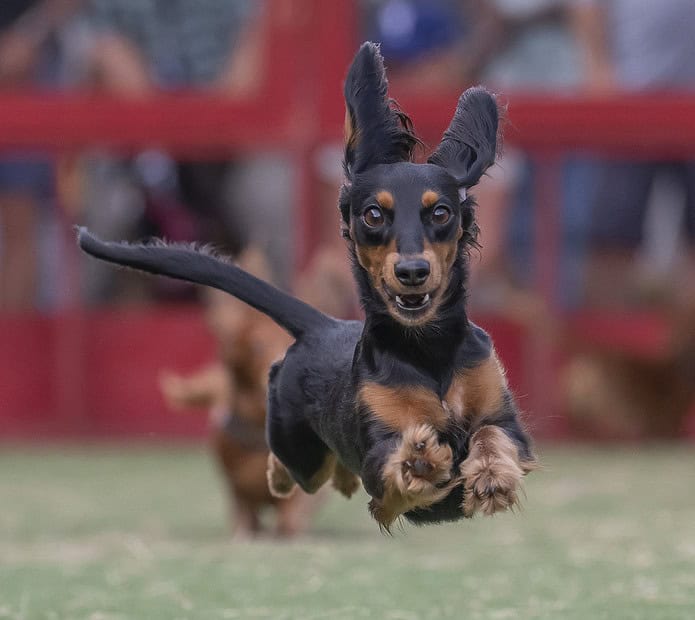 2024 Champion, Misfire, in action at Marker 48's Running of the Wieners [Photo by Joseph DiCristofalo]