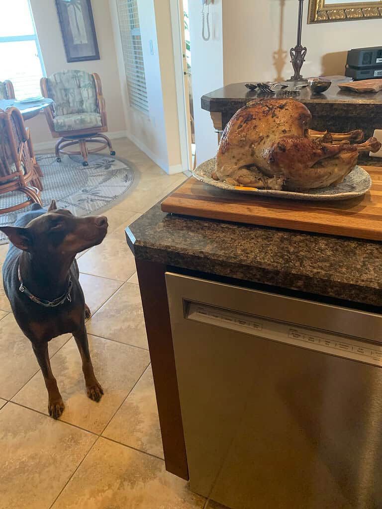 My constant kitchen companion admires our herb crusted turkey -- Sharon Printz