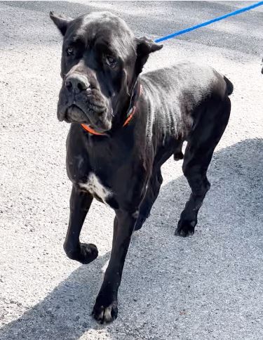 Cane Corso, victim of abuse by his owner. Credit: HCSO