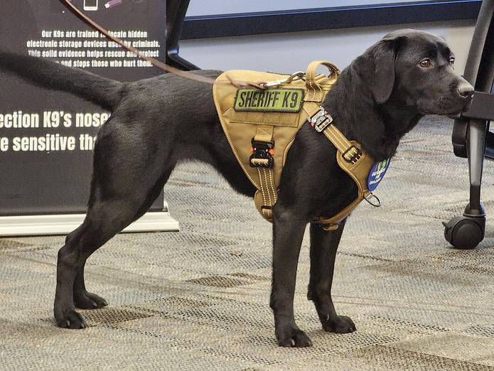 Riley is an Electronic Sniffing Dog (ESD) who will be helping the Sheriff's Office solve crimes with her nose. [Credit: Austyn Szempruch]