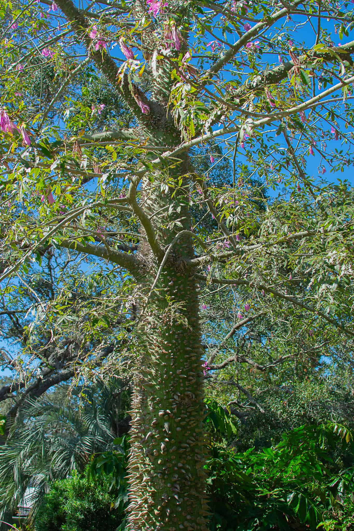 A highlight for visitors to the Nature Coast Botanical Gardens is the exotic spiky barked Silk Floss Tree stationed in the traffic circle leading to the parking lots, Nov. 18, 2024. [Photo by Jenifer Truitt]