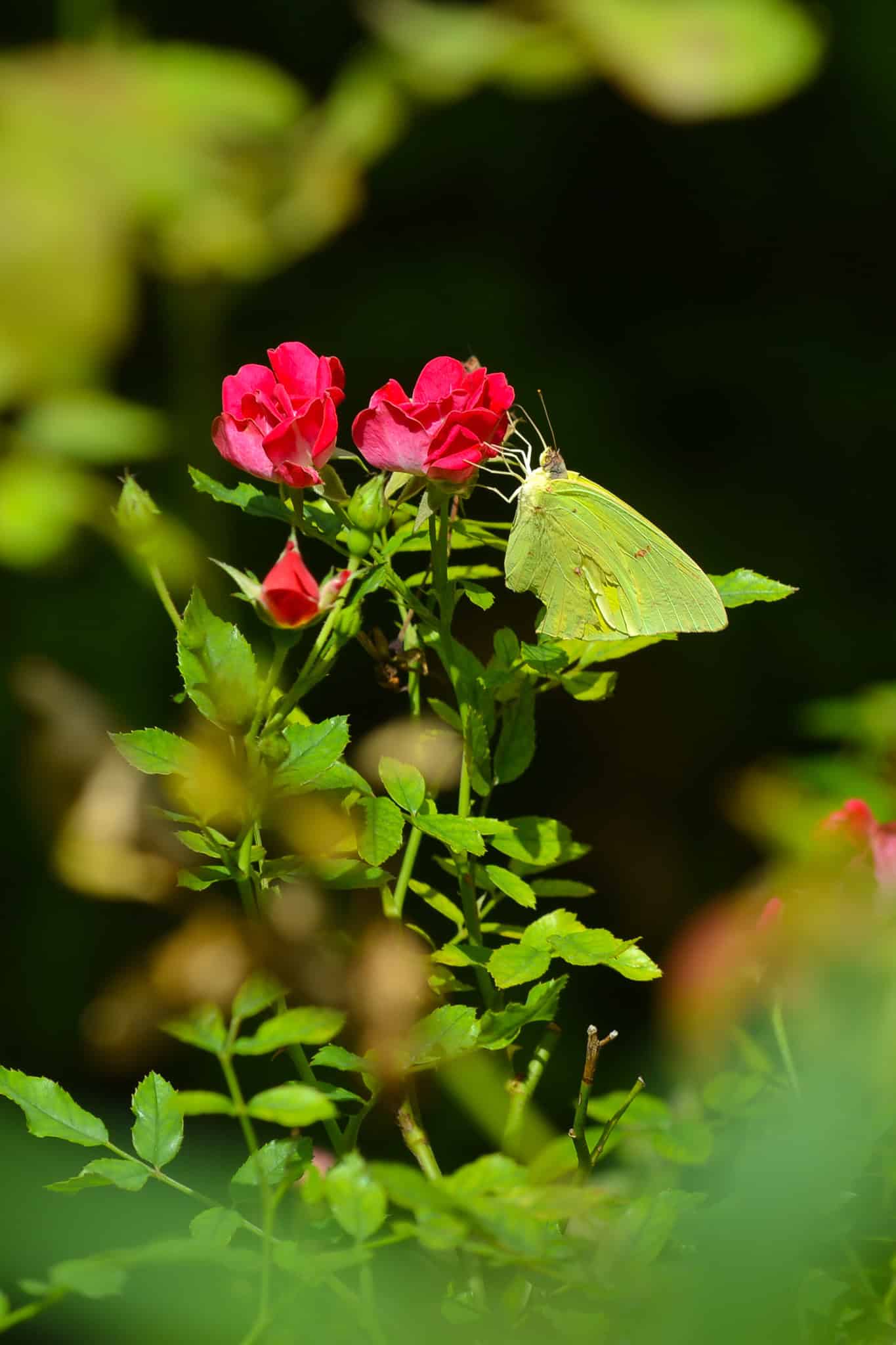 Nature Coast Botanical Gardens attracts many insects to its multiple gardens, Nov. 18, 2024. [Photo by Jenifer Truitt]