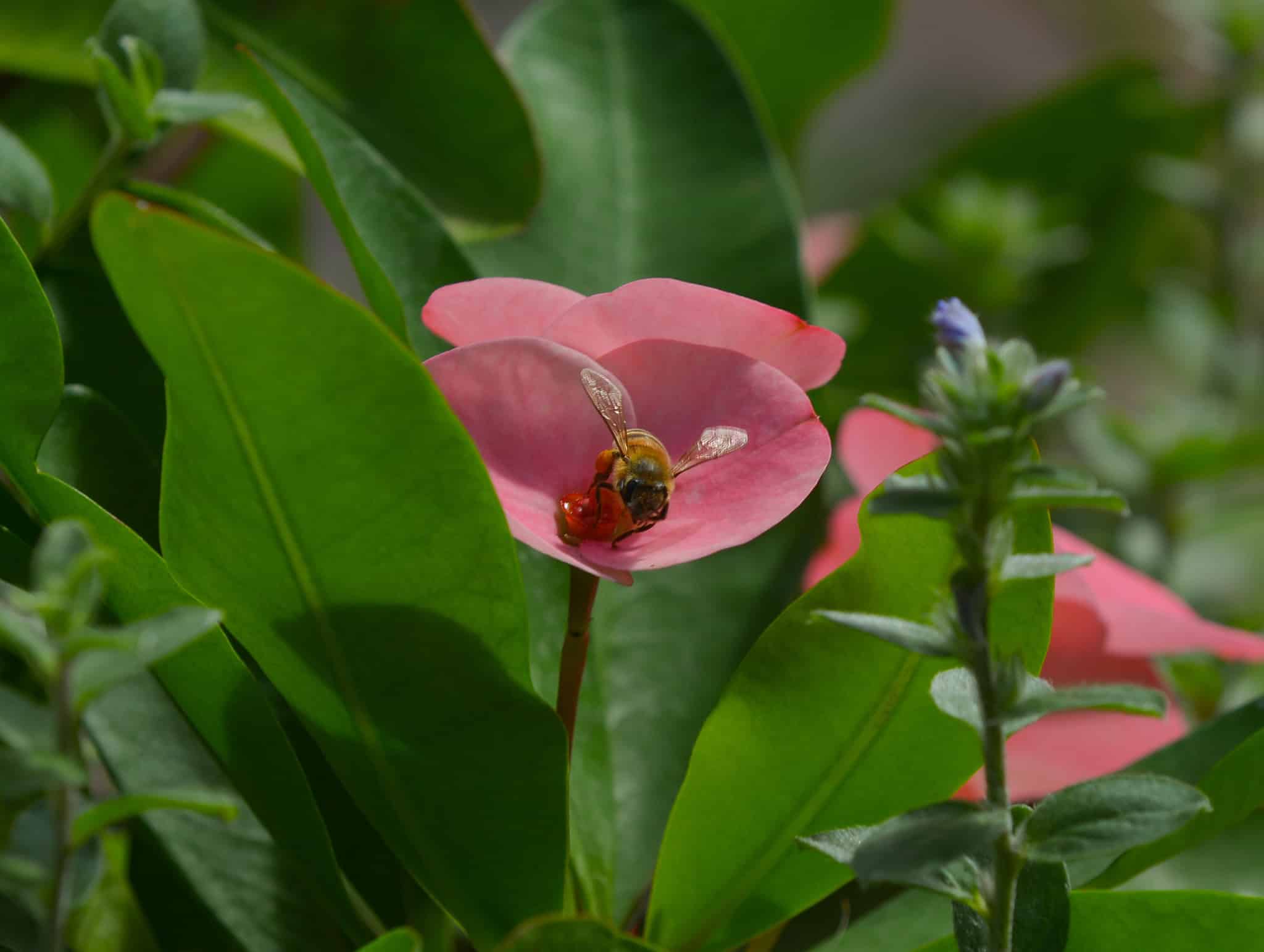 Nature Coast Botanical Gardens attracts many insects to its multiple gardens, Nov. 18, 2024. [Photo by Jenifer Truitt]