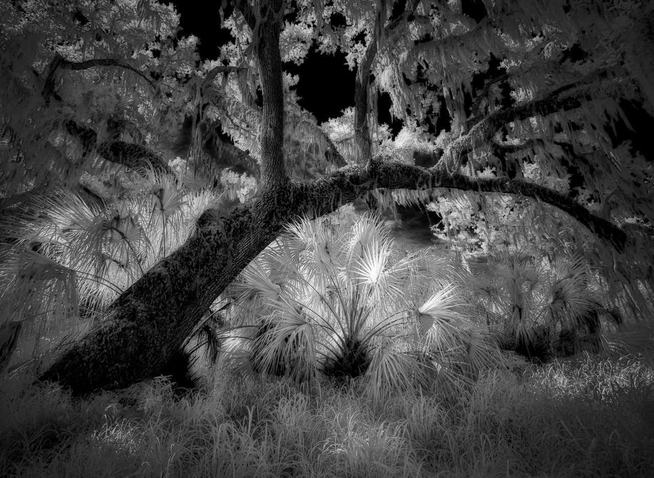 Monochrome Print Category–I saw a Palmetto by Steve Zimic [Courtesy photo]