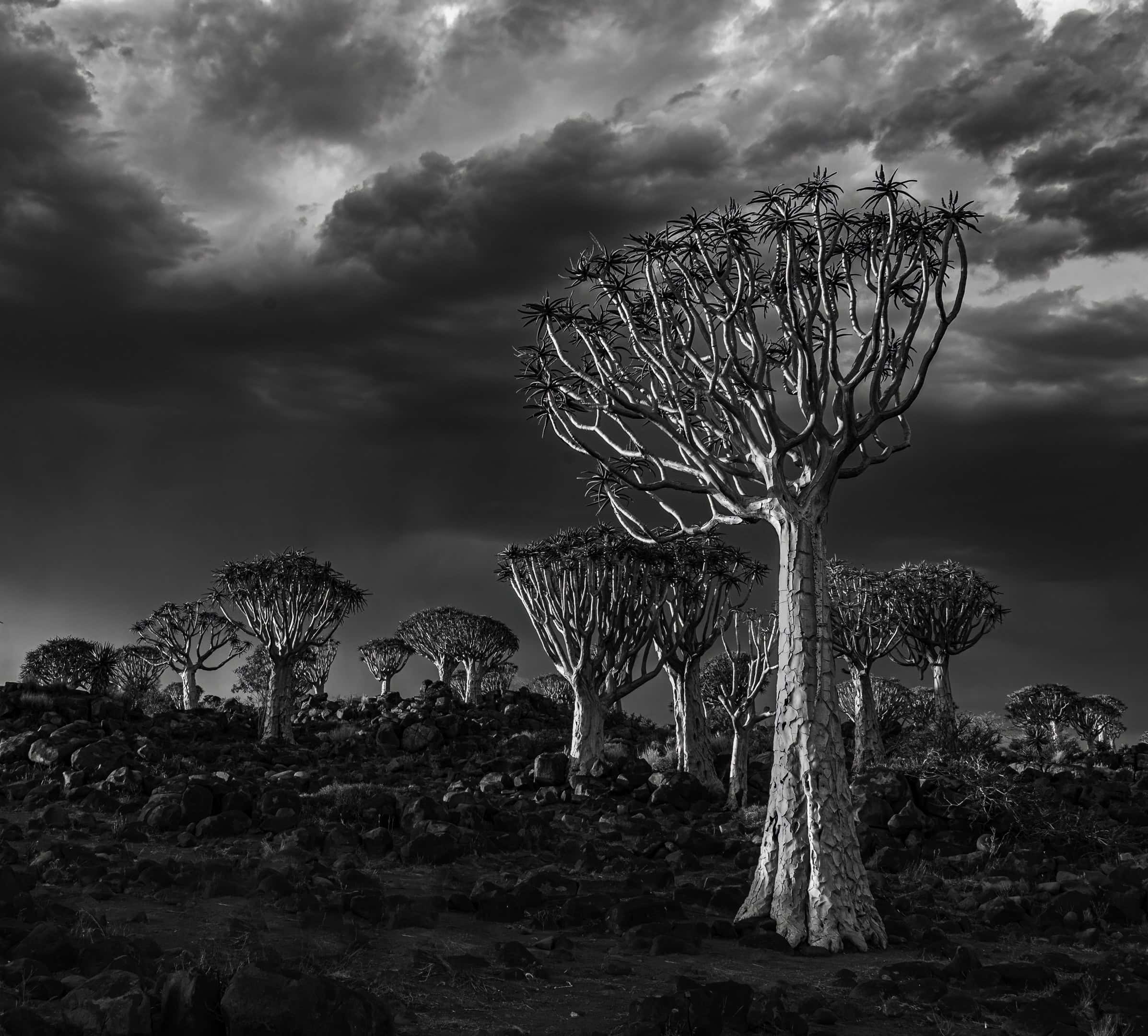 Monochrome Digital Category–Quiver Trees by Ann Hopta [Courtesy photo]