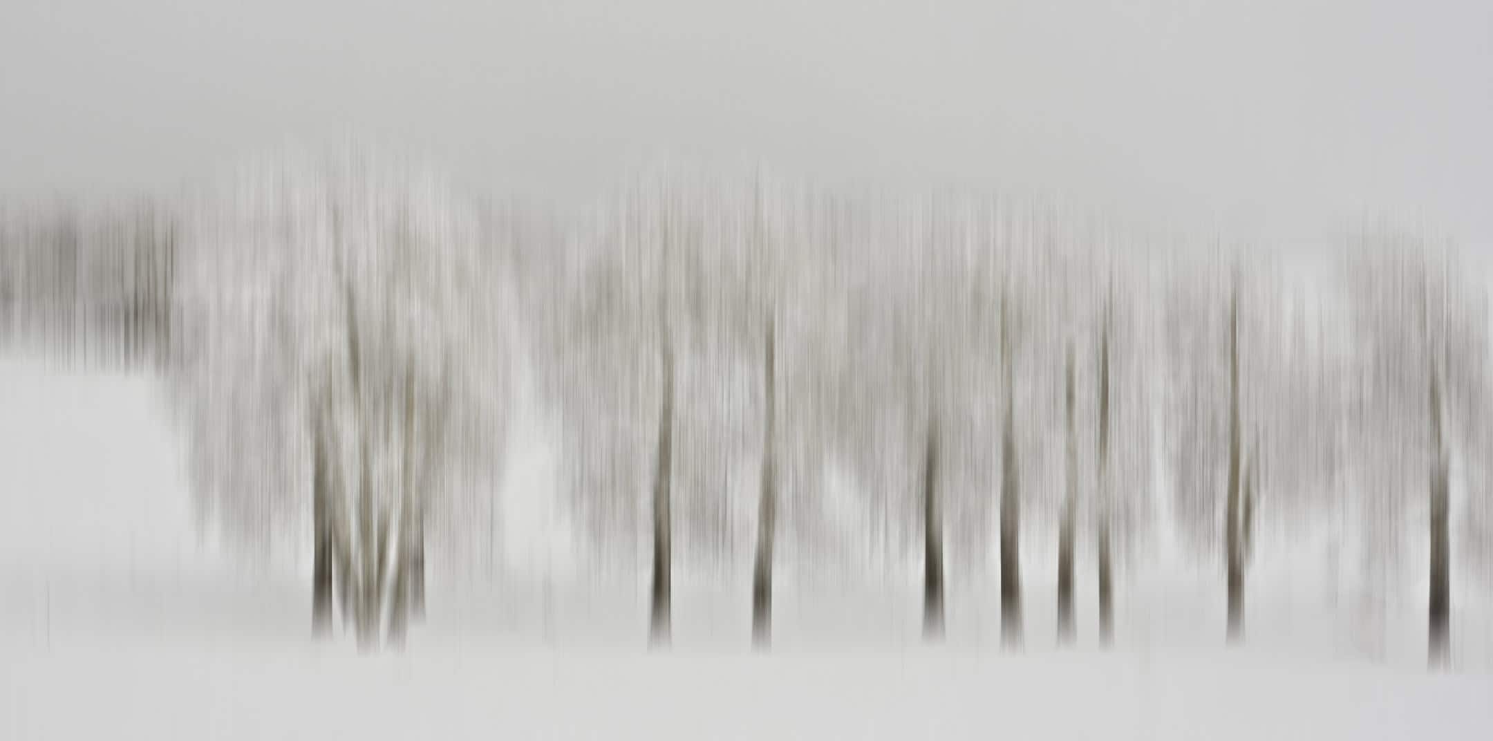 Creative Category–Winter Forest by Terry Kness [Courtesy photo]