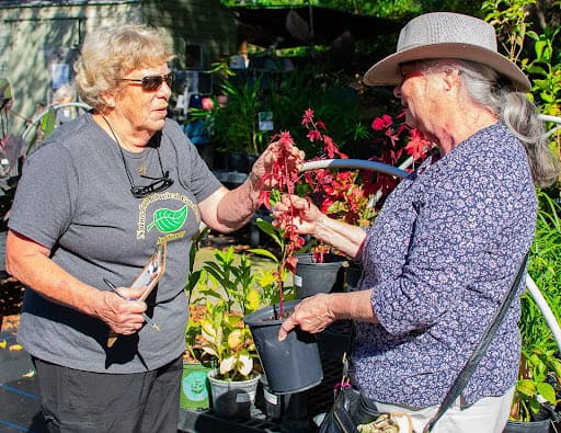 Nature Coast Botanical Gardens nursery manager Kathy Wolfe introduces a visitor to the cranberry hibiscus plant November 18, 2024. [Photo by Jenifer Truitt]