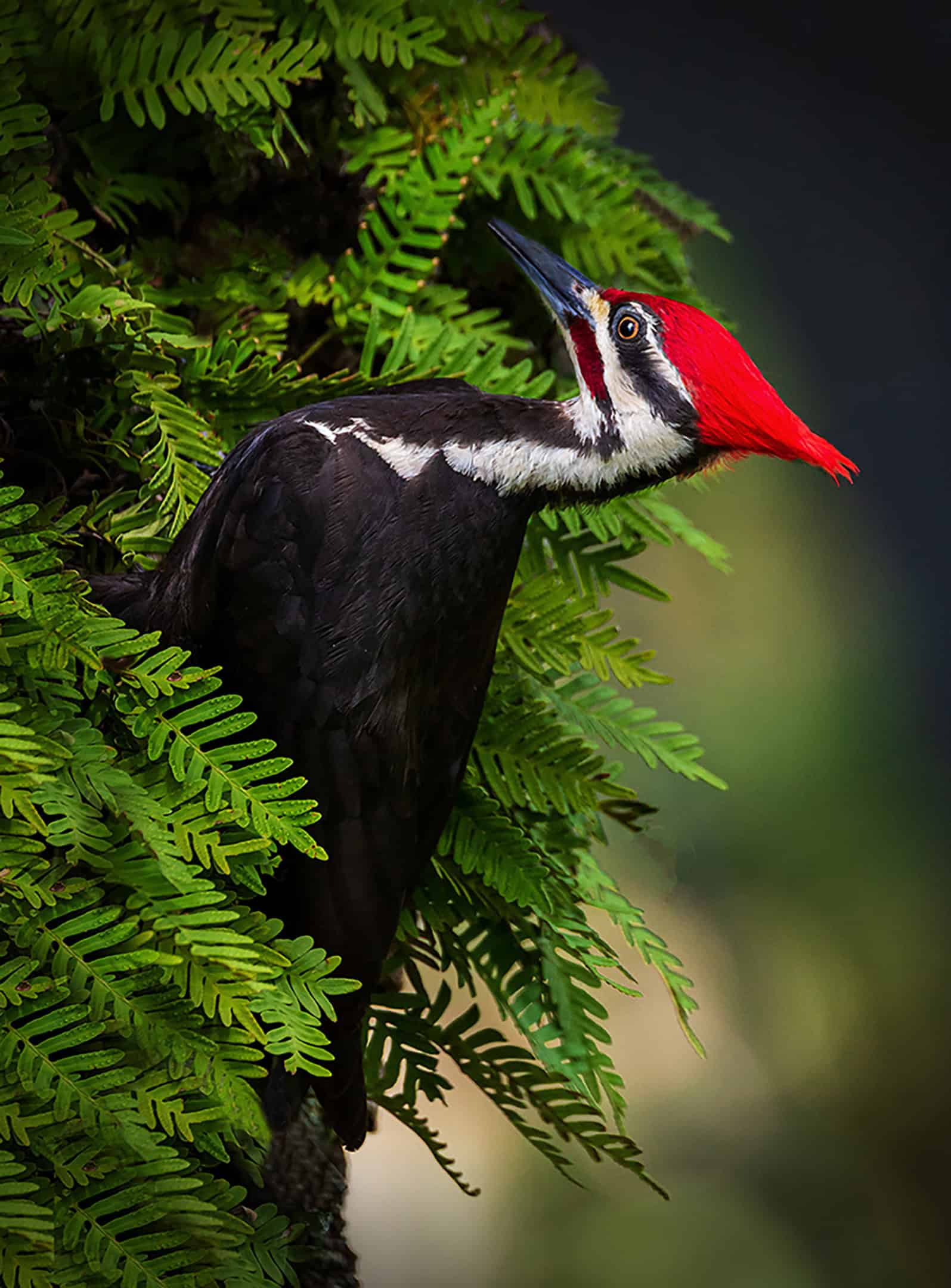 Joan LoBianco’s photograph of a pileated woodpecker. The work on canvas earned her recognition as Artist of the Month award from the Nature Coast Art League. 
[Photo courtesy of Joan LoBianco]