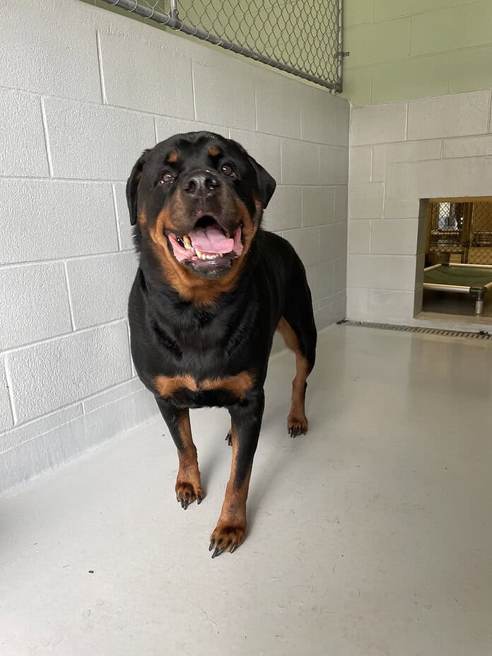 This male Rottweiler was found on Macassar Road, near Yellow Tail Ave (Dec. 31). [Credit: Animal Services]