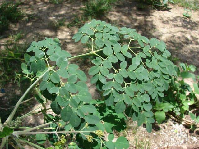 Moringa leaves are one of the many native plants favored by Turner. [Courtesy photo]