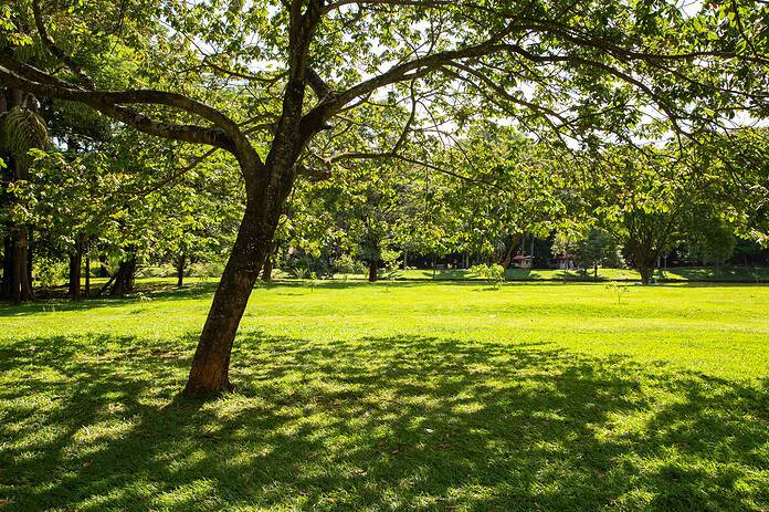 A view of a very green and wooded park in the city of Goiania in Goias, with a leafy tree in the foreground. Roses Lake.